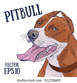 Pitbull vector illustration. Dog sketch.