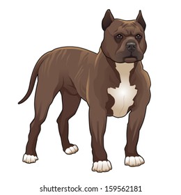 Pitbull. Vector isolated dog.