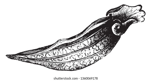 Pitcher-Pflanze, jede fleischfressende Pflanze mit kiefernförmigen Blättern, die eine passive Fallfalle bilden. Wasser kann sich darin akkumulieren, die Vintage-Linie zeichnen oder Graviergrafik.