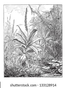 Pitcher Plant or Nepenthes distillatoria, vintage engraved illustration. Dictionary of Words and Things - Larive and Fleury - 1895