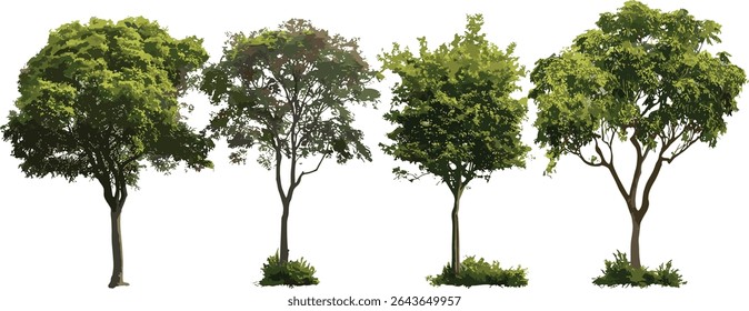 Pithecellobium dulce tree, Manila tamarind, Madras thorn, monkeypod tree, camachile street trees isolado cutout, ilustração vetorial, verde tropical urbano, espécies de árvores exóticas.