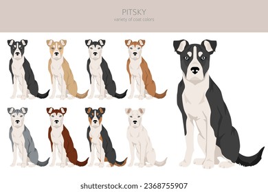 Pitsky clipart. Pit bull terrier Siberian Husky mix. Different coat colors set.  Vector illustration