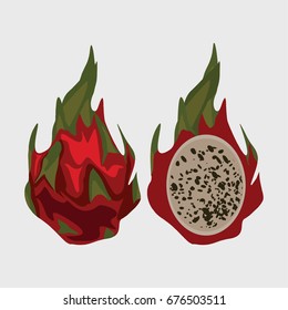 pittaya fruit vector illustration