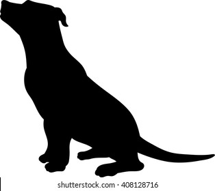 Download Pitbull Silhouette High Res Stock Images Shutterstock