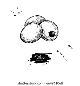 Pitted olive. Hand drawn vector illustration. Isolated drawing on white background. Engraved Italian cuisine. Great for oil label design, icon, logo, poster, banner