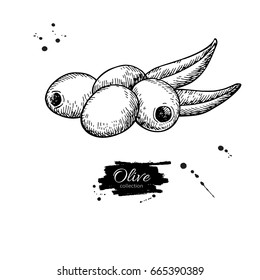 Aceituna deshuesada con hojas. Ilustración vectorial dibujada a mano. Dibujo aislado sobre fondo blanco. Cocina italiana grabada. Grande para el diseño de la etiqueta del aceite, icono, logotipo, cartel, Anuncio