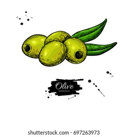 Pitted olive with leaves. Hand drawn vector illustration. Isolated drawing on white background. Italian cuisine. Great for oil label design, icon, logo, poster, banner