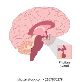 Pituitary galnd illustration in the humans brain