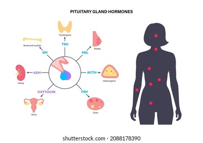Pituitary gland anatomy. Female endocrine system, brain and hypothalamus concept. Connection of the internal organs with anterior and posterior pituitary gland hormones isolated vector illustration