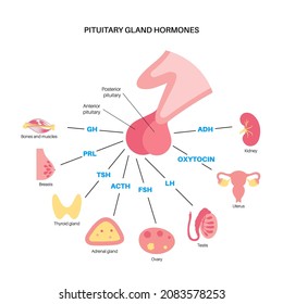 Pituitary gland anatomy. Human endocrine system, brain and hypothalamus concept. Connection of the internal organs with anterior and posterior pituitary gland hormones isolated vector illustration