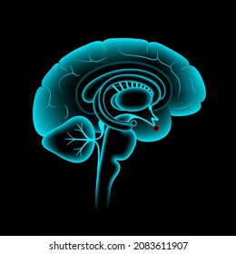 Pituitary gland anatomy. Human endocrine system, brain and hypothalamus concept. Connection of the internal organs with anterior and posterior pituitary gland hormones isolated vector illustration