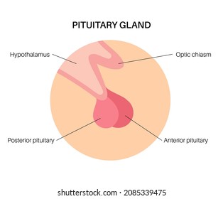 Pituitary gland anatomy. Human endocrine system, brain and hypothalamus concept. Connection of the internal organs with anterior and posterior pituitary gland hormones isolated vector illustration