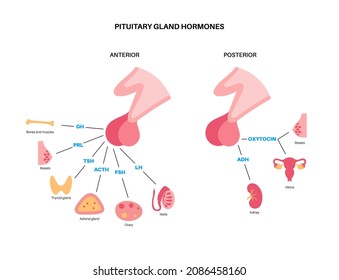 Pituitary Gland Anatomy Human Endocrine System Stock Vector (Royalty ...