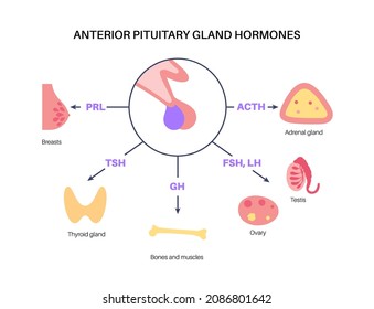 Pituitary Gland Anatomy Human Endocrine System Stock Vector (Royalty ...