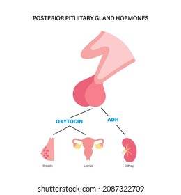 Pituitary gland anatomy. Human endocrine system, brain and hypothalamus concept. Connection of the internal organs with anterior and posterior pituitary gland hormones isolated vector illustration