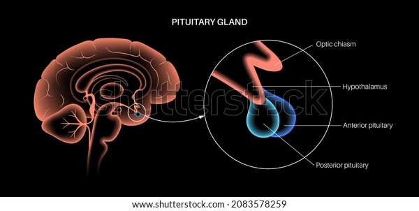 Pituitary gland anatomy. Human endocrine\
system, brain and hypothalamus concept. Connection of the internal\
organs with anterior and posterior pituitary gland hormones\
isolated vector\
illustration