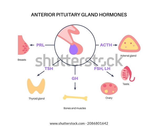 Pituitary Gland Anatomy Human Endocrine System Stock Vector (Royalty ...