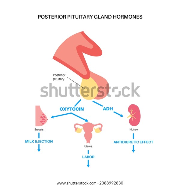 Pituitary Gland Anatomy Human Endocrine System Stock Vector (Royalty ...