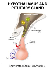 pituitary gland is connected to the hypothalamus via a stalk, the infundibulum, and consists of two lobes: the anterior pituitary, or adenohypophysis, and the posterior pituitary, or neurohypophysis.