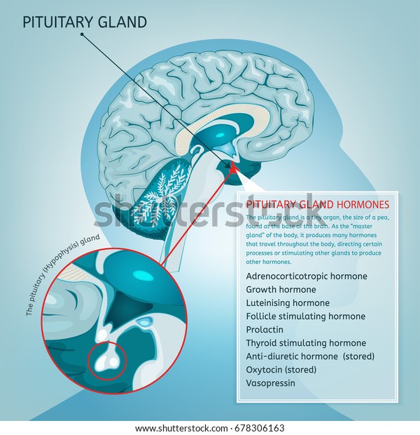 Pituitary Gland Detailed Vector Illustration Medical Stock Vector Royalty Free 678306163 4473