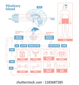 Pituitary Gland Of Endocrine System.Medical Science Vector Illustration Diagram.Biological Scheme With Prolactin,oxytocin And More Hormones That Affect Testis,ovary,kidney And Other Human Body Parts.