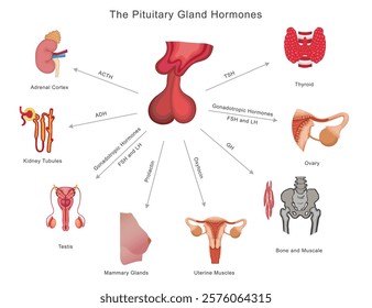 Pituitary gland hormones regulate growth (GH), stress (ACTH), metabolism (TSH), reproduction (FSH, LH), lactation (PRL), and water balance (ADH), influencing body functions.