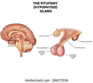 Pituitary gland, hypophysis, detailed anatomy of human brain.