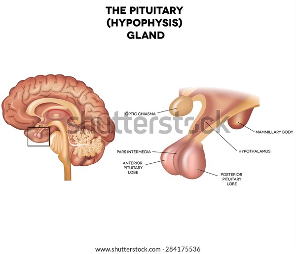 垂体 下垂体 人脑的详细解剖 库存矢量图 免版税