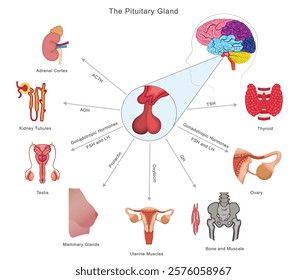 The pituitary gland regulates growth, metabolism, reproduction, and stress by releasing hormones that control other endocrine glands and body functions.