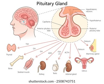 pituitary gland, its role in hormone release and its influence on various organs and glands in the body diagram hand drawn schematic vector illustration. Medical science educational illustration