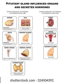 Pituitary gland secreted hormones and influenced organs in the body