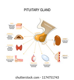 pituitary hormone functions. The two lobes, anterior and posterior, function as independent glands. Vector diagram for educational, medical, biological and science use