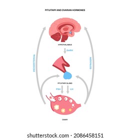 Pituitary And Ovarian Hormones. Part Of The Female Reproductive System. Connection With Ovary And Pituitary Gland. Pathway Of Estrogen And Progesterone From Hypothalamus To Ovary Vector Illustration.