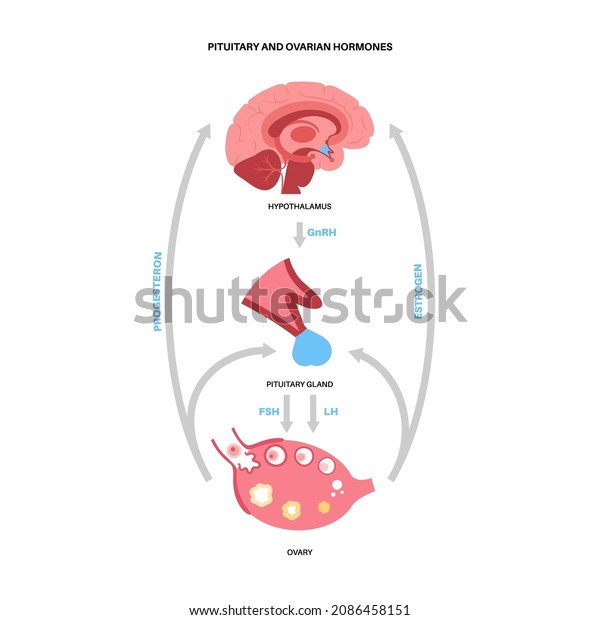 Pituitary Ovarian Hormones Part Female Reproductive Stock Vector ...