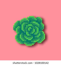 Pixel art cactus on pink background. Vector illustration.