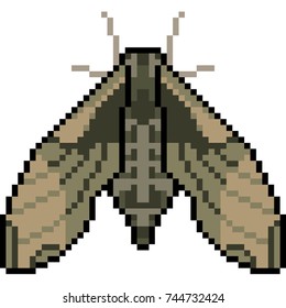 pixel art insect moth isolated