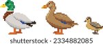 Pixel art set of Wild duck birds. Ducks family. Male Drake, female duck and duckling icons. Vector illustration isolated on white background.