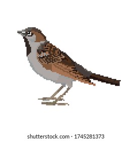 Pixel art sparrow isolated on white background. 8 bit little bird icon.
