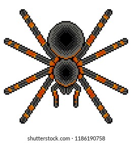 Pixel art tarantula spider detailed illustration isolated vector