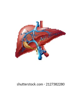 Pixel art vector illustration of healthy human liver with gallbladder isolated on white