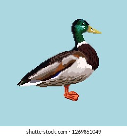Pixel bird. Duck isolated on a blue background. For games, mobile applications, prints and other things.
