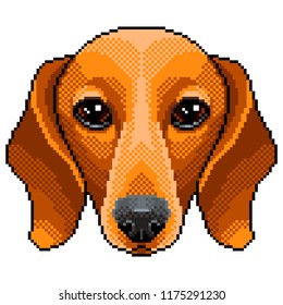Pixel dachshund dog portrait detailed isolated vector illustration