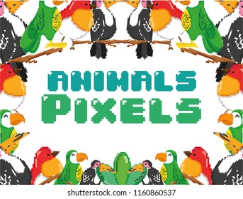 Pixel exotic birds