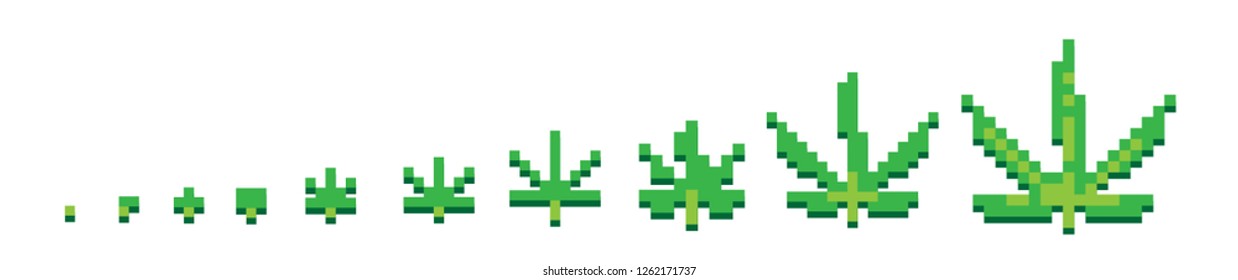 Pixel Growth of Cannabis Vector.
