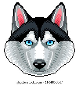 Pixel husky dog face detailed isolated vector