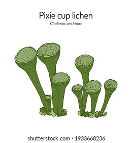 Pixie cup lichen (Cladonia asahinae), a species of lichen in the family Cladoniaceae. Hand drawn botanical vector illustration