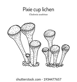 Pixie cup lichen (Cladonia asahinae), a species of lichen in the family Cladoniaceae. Hand drawn botanical vector illustration