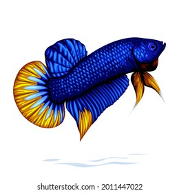Placard Betta Fish Blue Dragon Golden Tail Vector Isolated on White Background