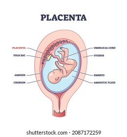 Placenta anatomical structure with inner organ part titles outline diagram. Labeled educational embryo environment in mothers abdomen vector illustration. Medical pregnancy amnion and chorion layers.