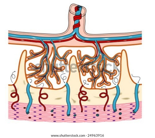 Placenta Chorionic Villi Stock Vector (Royalty Free) 24963916 ...